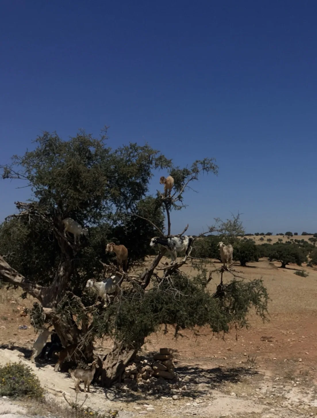 Fotografia na estrada de Marraquexe para Essaouira mostrando uma árvore de argan com muitos cabritos em cima das árvores