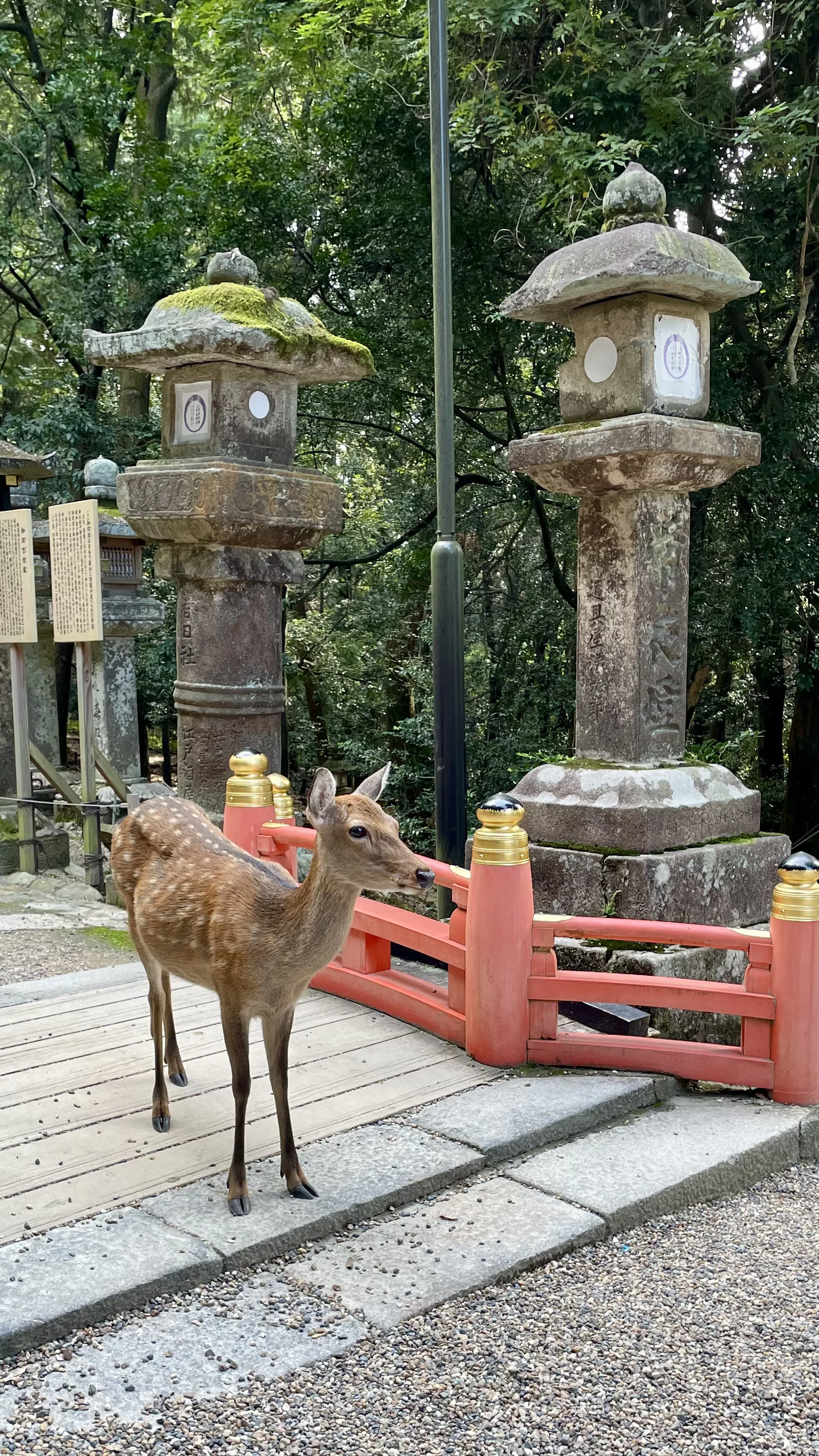 Cervo fica em pé em ponte com cerca vermelha e lanternas de pedra no parque em Nara no Japão.