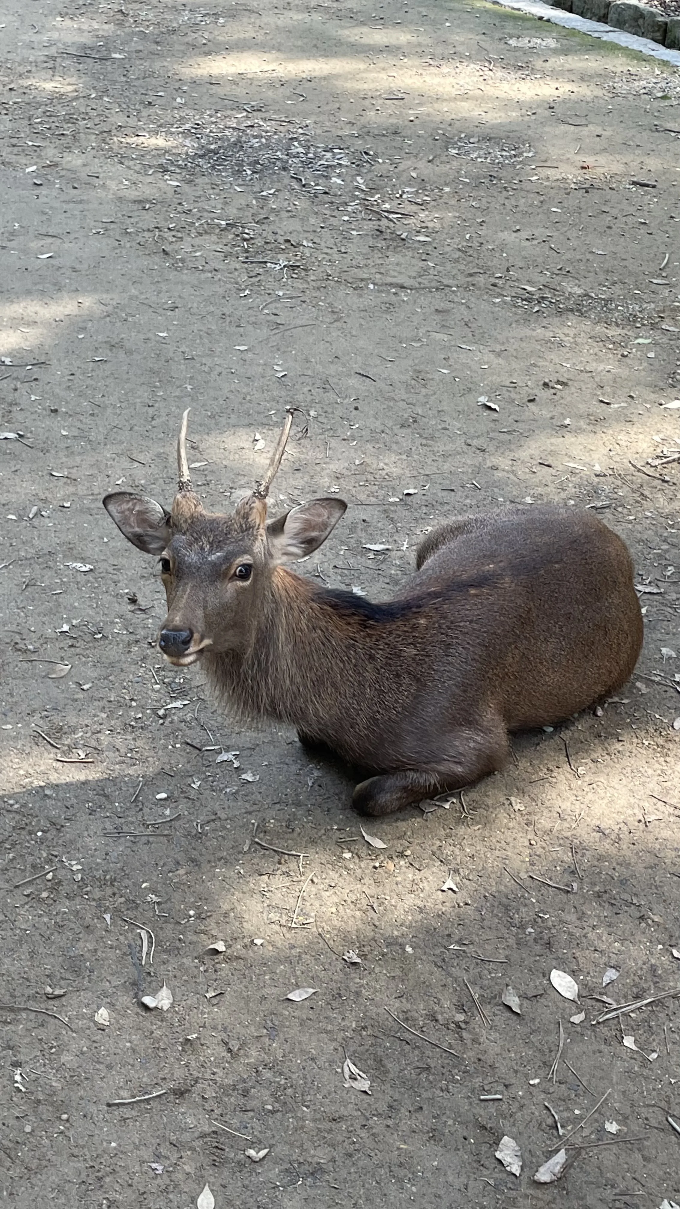 Cervo  com pequenos chifres deitado no chão de terra em área arborizada em Nara no Japão.