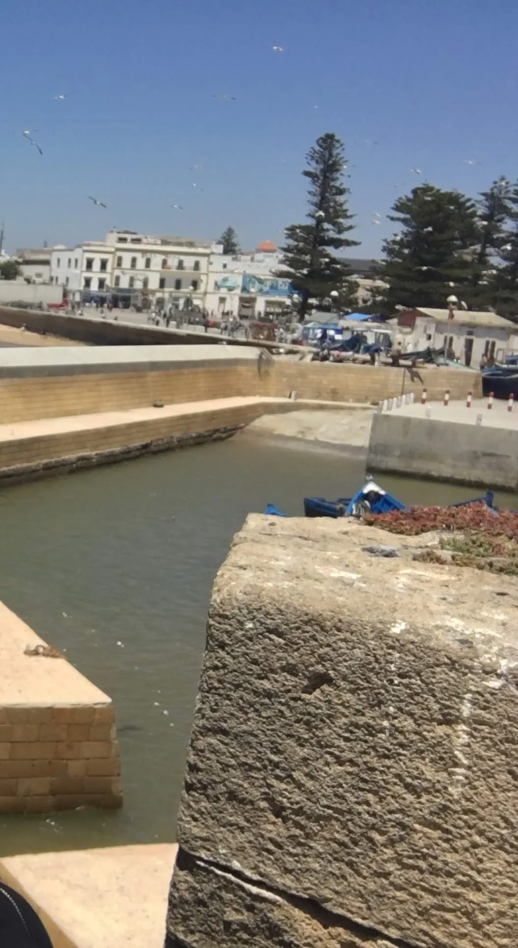 Vista do porto de Essaouira com barcos e gaivotas a voar sobre a água e edifícios históricos ao fundo sob um céu azul.