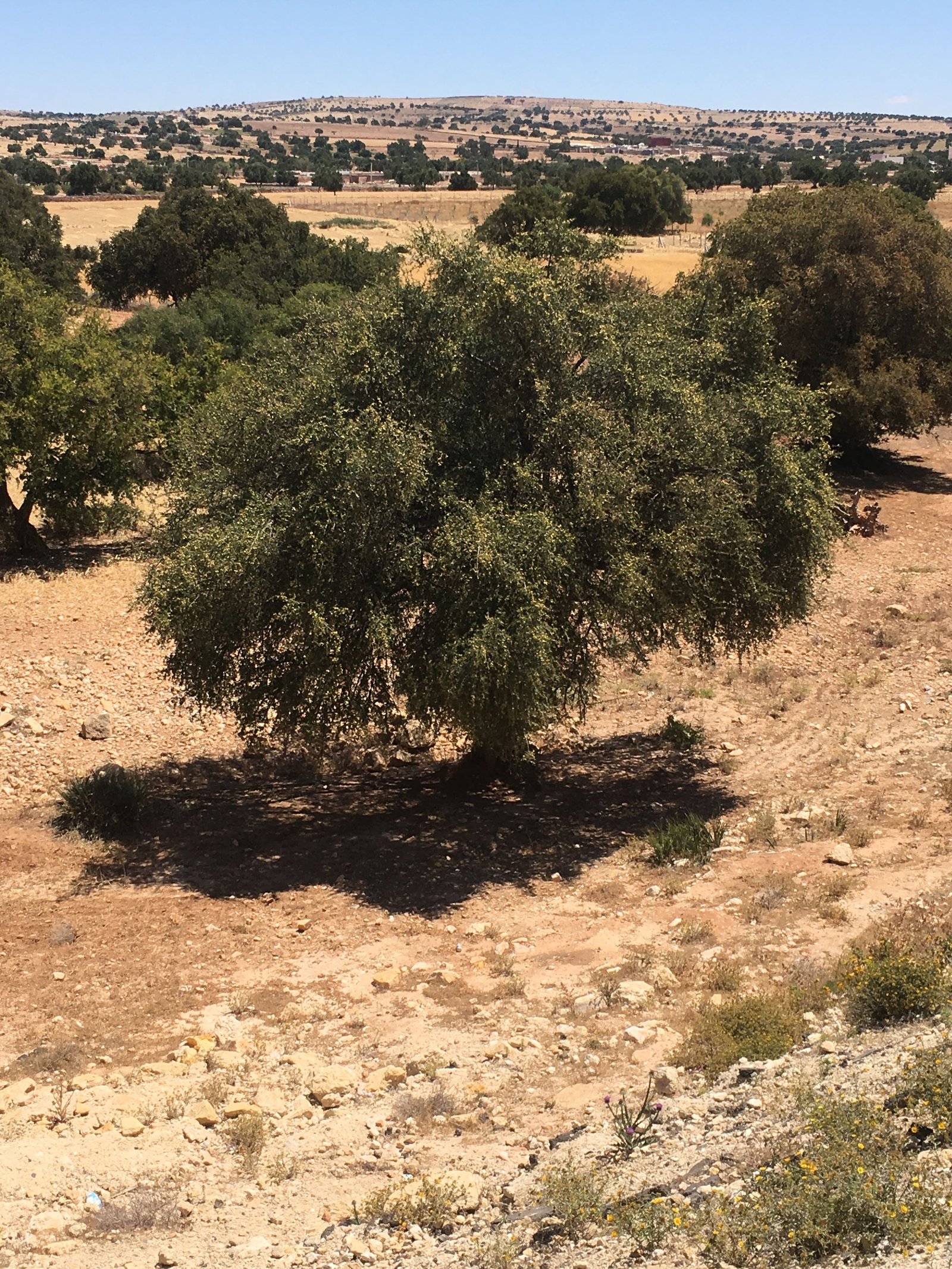 Fotografia na estrada de Marraquexe para Essaouira mostrando uma árvore de argan com tronco retorcido e galhos verdes sob o céu claro do Marrocos