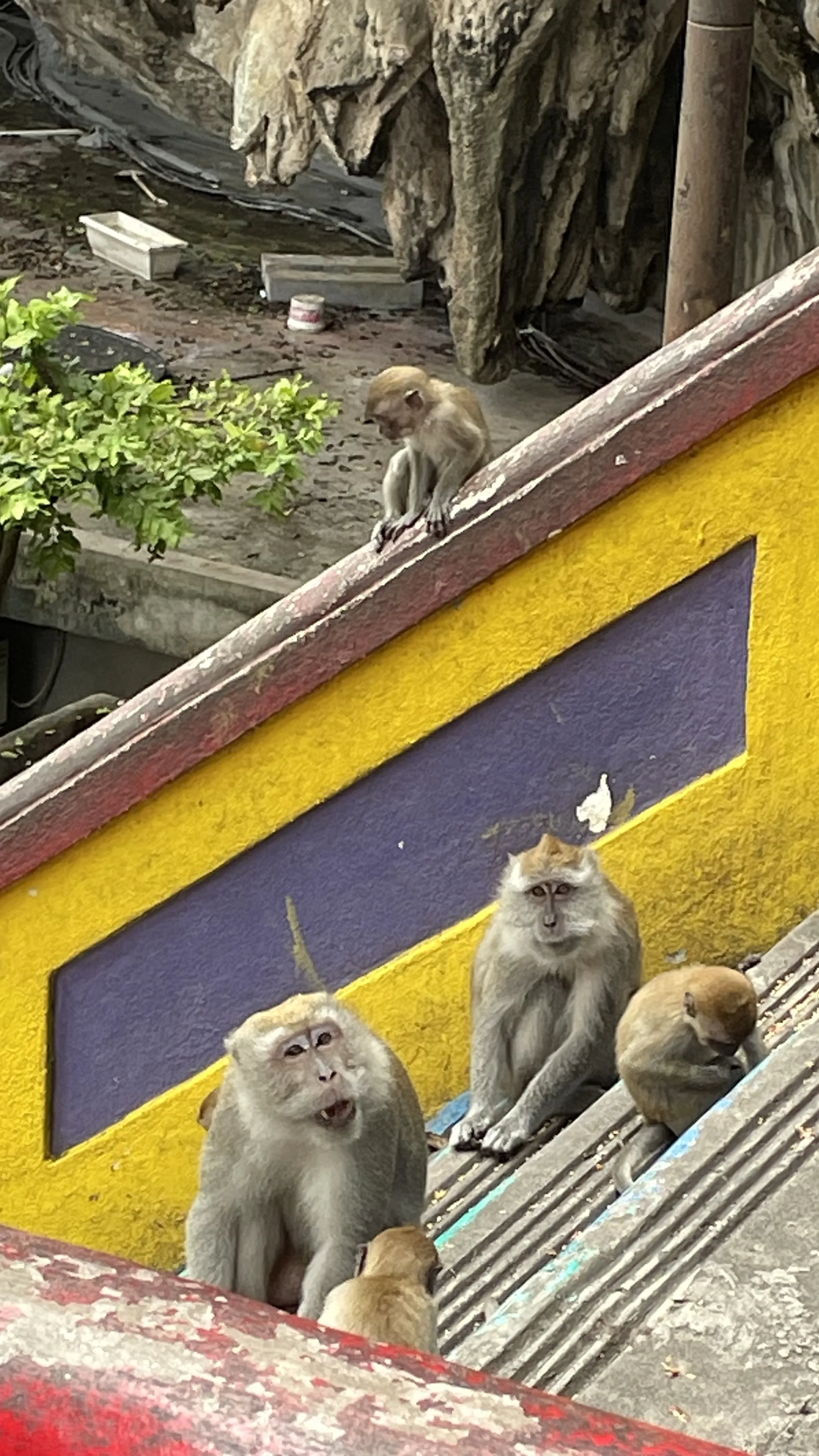 Macacos reunidos nos degraus e corrimãos coloridos nas escadarias de Batu Caves, na Malásia.